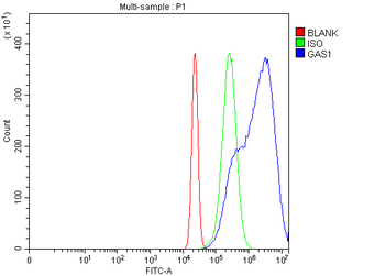 Anti-GAS1 Antibody
