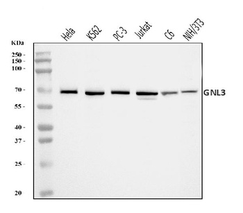 Nucleostemin/GNL3 Antibody