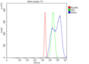 Anti-Nucleostemin/GNL3 Antibody
