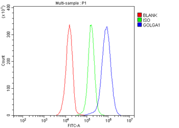 Anti-Golgin 97/GOLGA1 Antibody