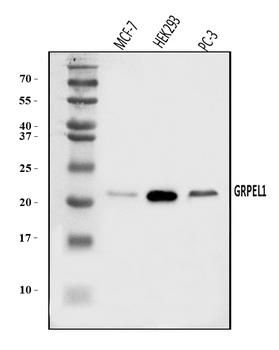 GRPEL1 Antibody