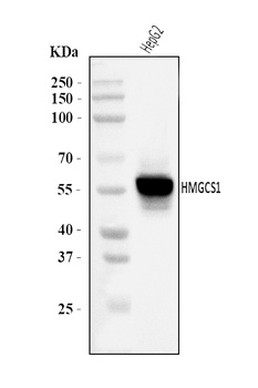 HMGCS1 Antibody