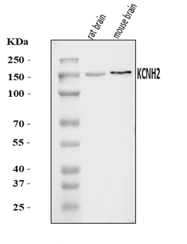 Anti-H-ERG/KCNH2 Antibody