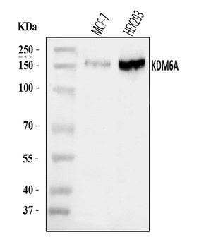 UTX/KDM6A Antibody