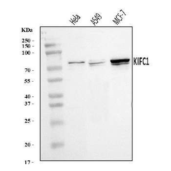 KIFC1 Antibody