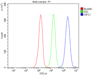 Anti-KIFC1 Antibody