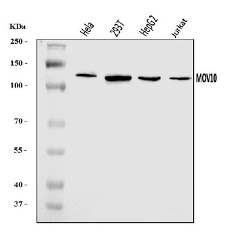 MOV10 Antibody