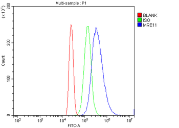 Anti-MRE11 Antibody