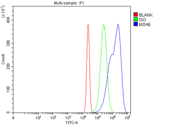 Anti-MSH6 Antibody