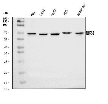 NUP58 Antibody
