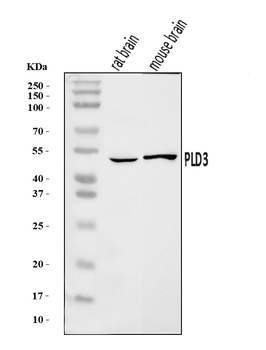 PLD3 Antibody