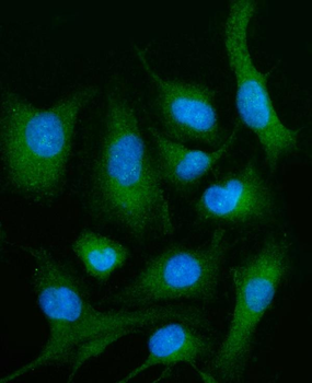 Anti-PLD3 Antibody