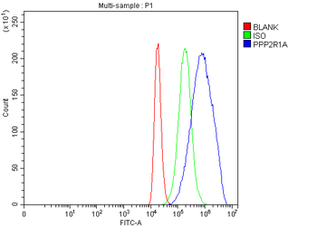 Anti-PPP2R1A Antibody