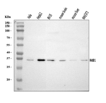 Dexras1/RASD1 Antibody