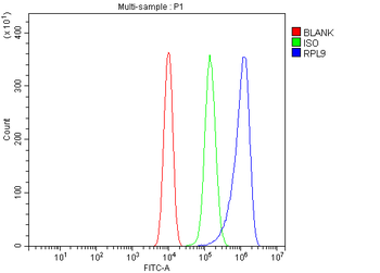 Anti-Rpl9 Antibody