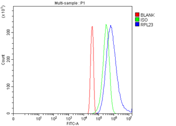 Anti-RPL23 Antibody
