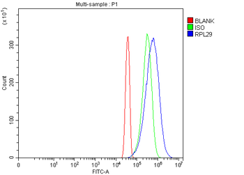 Anti-RPL29 Antibody