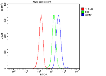 Anti-TRMT1 Antibody