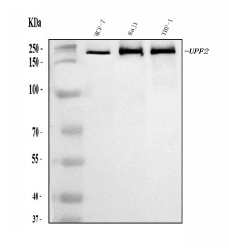 hUPF2/RENT2/UPF2 Antibody