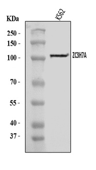 ZC3H7A Antibody