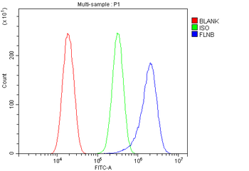 Anti-Filamin B/FLNB Antibody