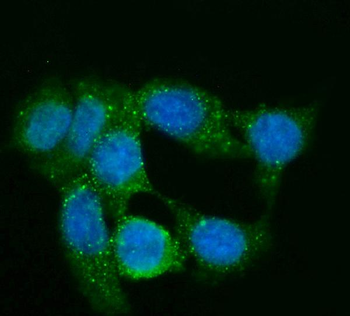 Anti-GNG2 Antibody (monoclonal, 7C13)