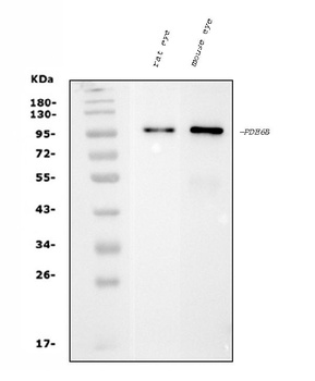 PDE6 beta/PDE6B Antibody (monoclonal, 8I2D7)
