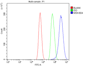 Anti-Moesin/MSN Antibody (monoclonal, 8D4)