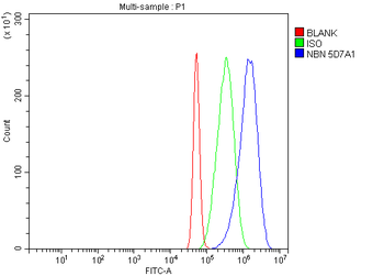 Anti-p95 NBS1 Antibody (monoclonal, 5D7A1)