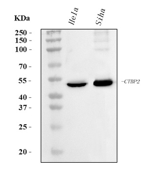 CTBP2 Antibody (monoclonal, 10E9D2)