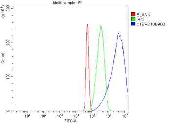 Anti-CTBP2 Antibody (monoclonal, 10E9D2)