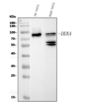 DDX4/MVH Antibody (monoclonal, 3C3)