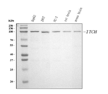 ITCH/AIP4 Antibody (monoclonal, 5E12)