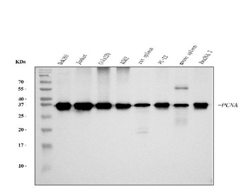 PCNA Antibody (monoclonal, 2G2)