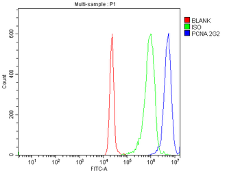 Anti-PCNA Antibody (monoclonal, 2G2)