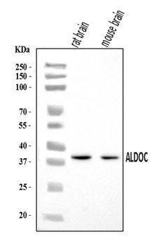 Aldolase C/ALDOC Antibody