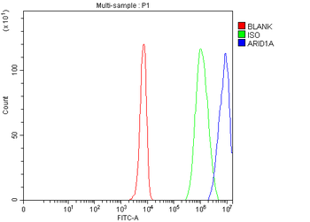 Anti-ARID1A Antibody