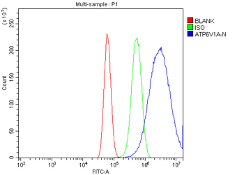Anti-ATP6V1A Antibody