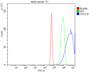Anti-CDC7 Antibody