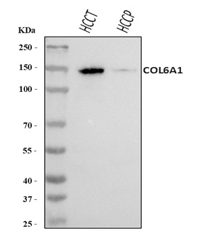 COL6A1 Antibody
