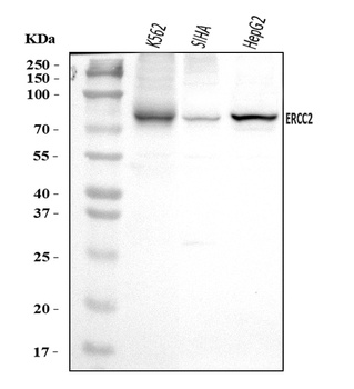 XPD/ERCC2 Antibody