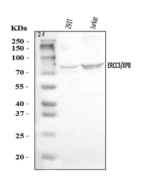 XPB/ERCC3 Antibody