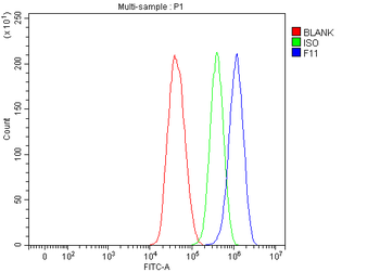Anti-FXI/F11 Antibody