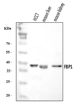 FBP1 Antibody