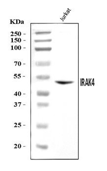 Anti-IRAK4 Antibody
