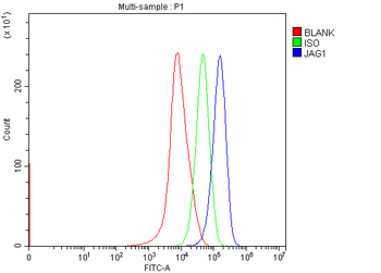 Anti-Jagged1/JAG1 Antibody