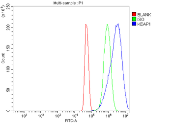 Anti-KEAP1 Antibody