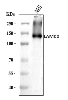 LAMC2 Antibody
