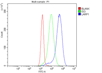 Anti-LARP1 Antibody