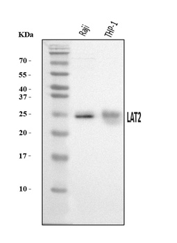 NTAL/LAT2 Antibody